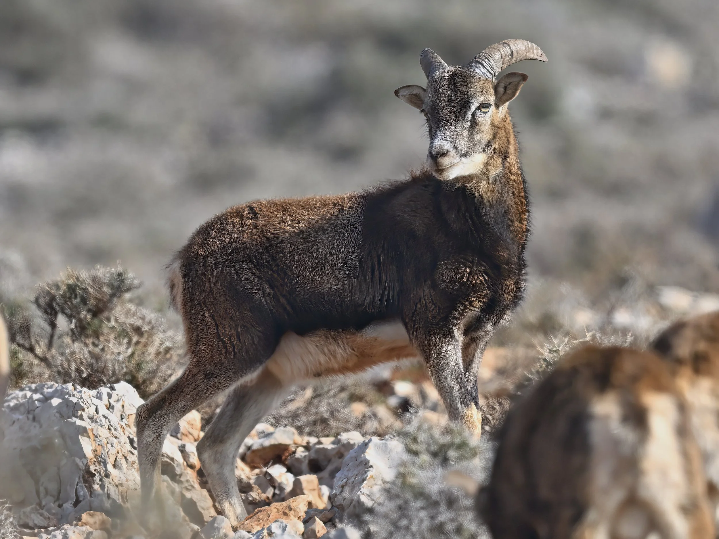 Corsican Mouflon | Ovis aries musimon — Wildlife Photography Journey